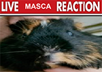 Masca no puede reaccionar ahora mismo.
